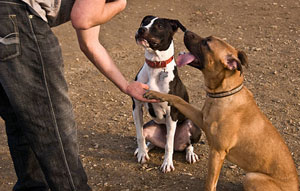 Dog Training Hurstway Common Hereford and Worcester